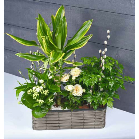 Coupe rectangle plastique 2 phalaeno Alba - fourniture fleuriste