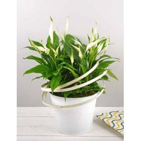 pot de fleurs rond en zinc texturé Ginseng - grossiste décoration