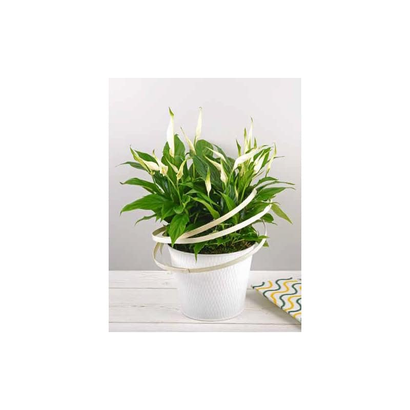 pot de fleurs rond en zinc texturé Ginseng - grossiste décoration pot de fleurs rond en zinc texturé Ginseng - grossiste décoration