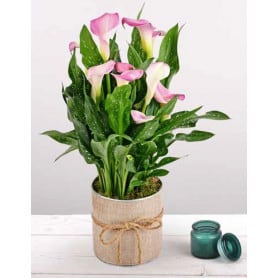 Pot de fleurs en zinc extérieur toile de jute Calla