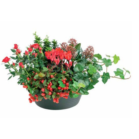 Coupe Horticole en plastique Emocia
