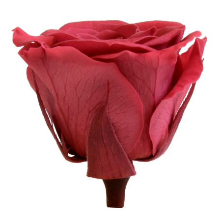 Boite de 6 têtes de rose éternelle standard plusieurs couleurs