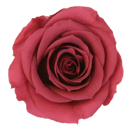 Boite de 6 têtes de rose éternelle standard plusieurs couleurs