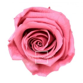Boite de 6 têtes de rose éternelle standard plusieurs couleurs