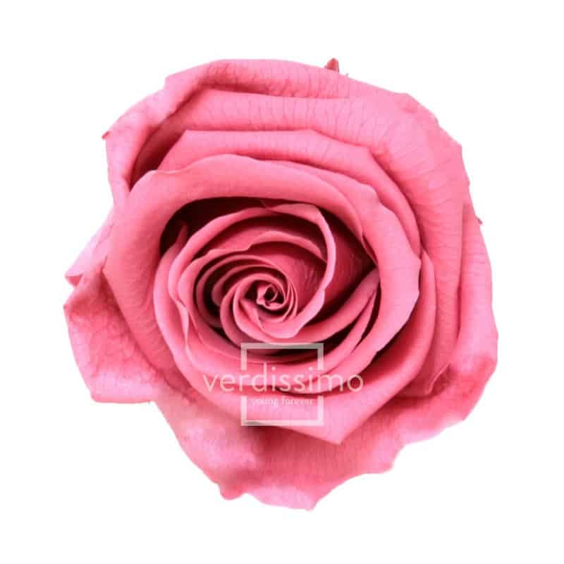Boite de 6 têtes de rose éternelle standard plusieurs couleurs