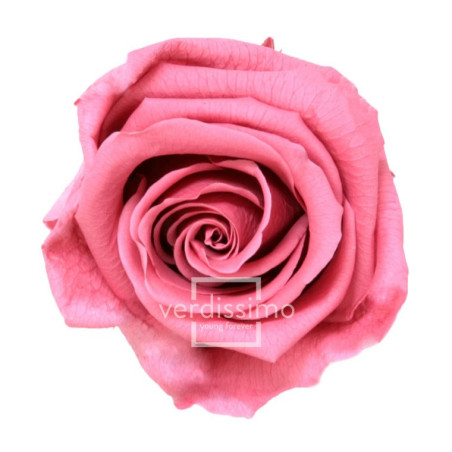 Boite de 6 têtes de rose éternelle standard plusieurs couleurs