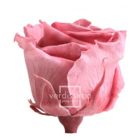 Boite de 6 têtes de rose éternelle standard plusieurs couleurs