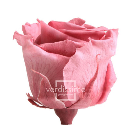 Boite de 6 têtes de rose éternelle standard plusieurs couleurs