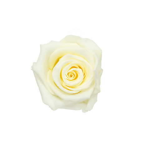 Boite de 6 têtes de rose éternelle standard plusieurs couleurs