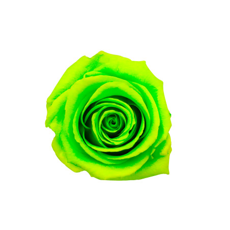 Boite de 6 têtes de rose éternelle standard plusieurs couleurs