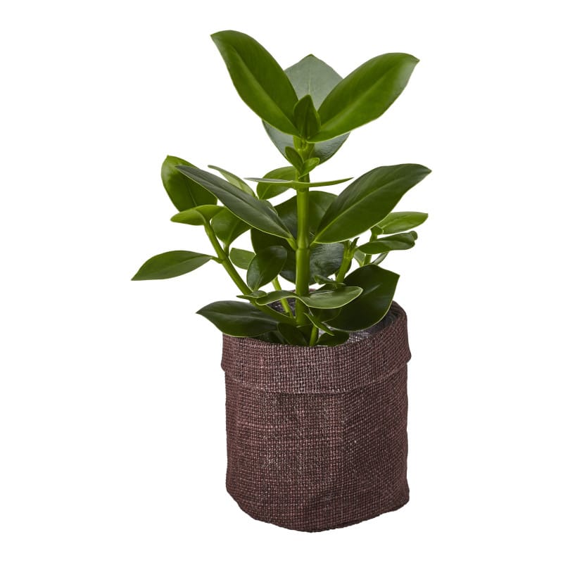 Cache pot rond en jute Zern - grossiste décoration florale Cache pot rond en jute Zern - grossiste décoration florale