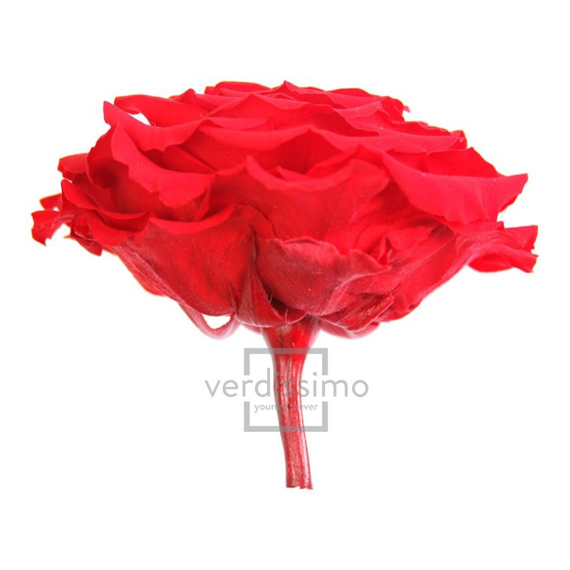 Tête de rose éternelle géante - grossiste en fournitures fleuristes