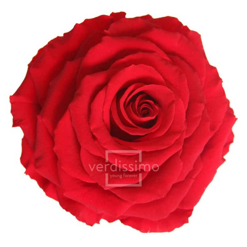 Tête de rose éternelle géante - grossiste en fournitures fleuristes
