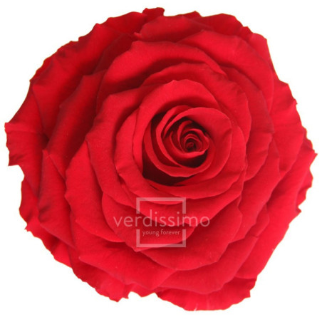 Tête de rose éternelle géante - grossiste en fournitures fleuristes