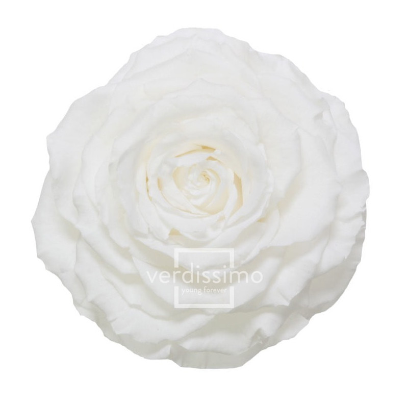 Tête de rose éternelle géante - grossiste en fournitures fleuristes