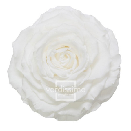 Tête de rose éternelle géante - grossiste en fournitures fleuristes