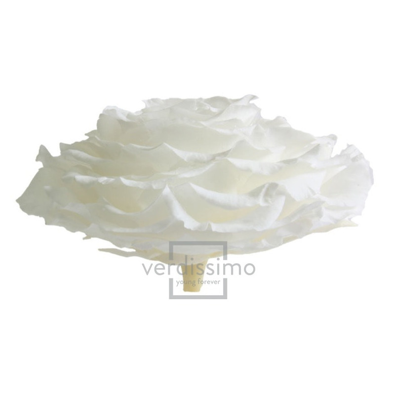 Tête de rose éternelle géante - grossiste en fournitures fleuristes