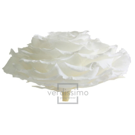 Tête de rose éternelle géante - grossiste en fournitures fleuristes