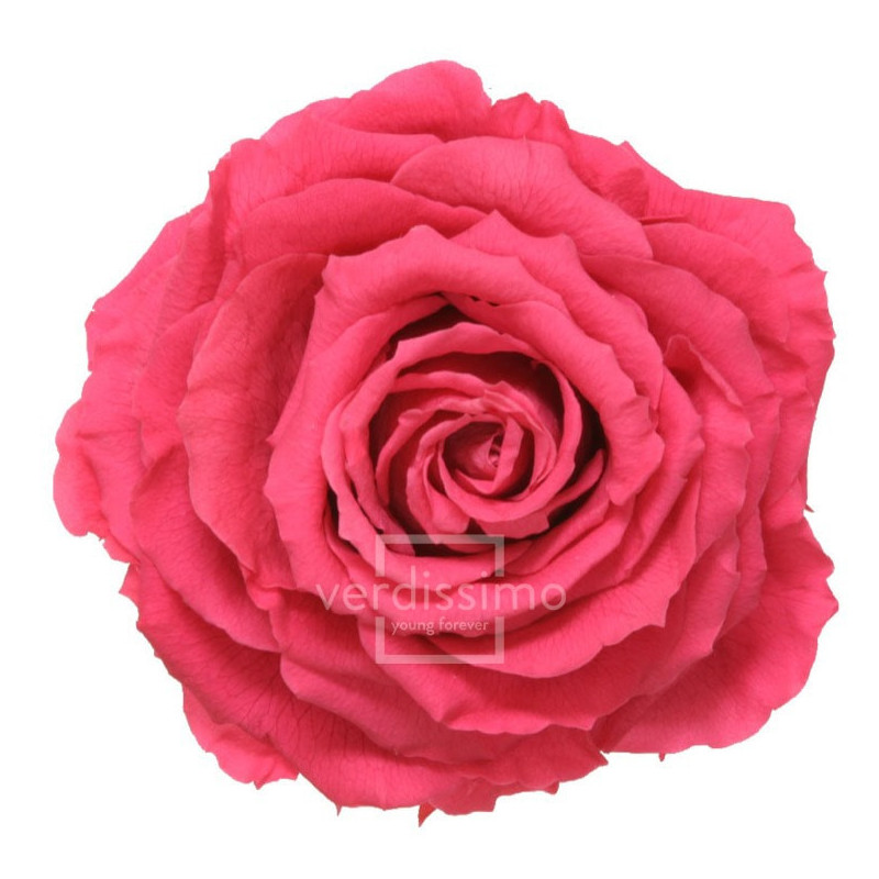Tête de rose éternelle géante - grossiste en fournitures fleuristes