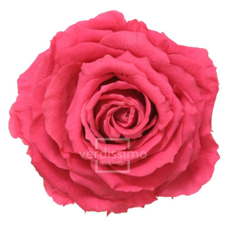 Tête de rose éternelle géante - grossiste en fournitures fleuristes