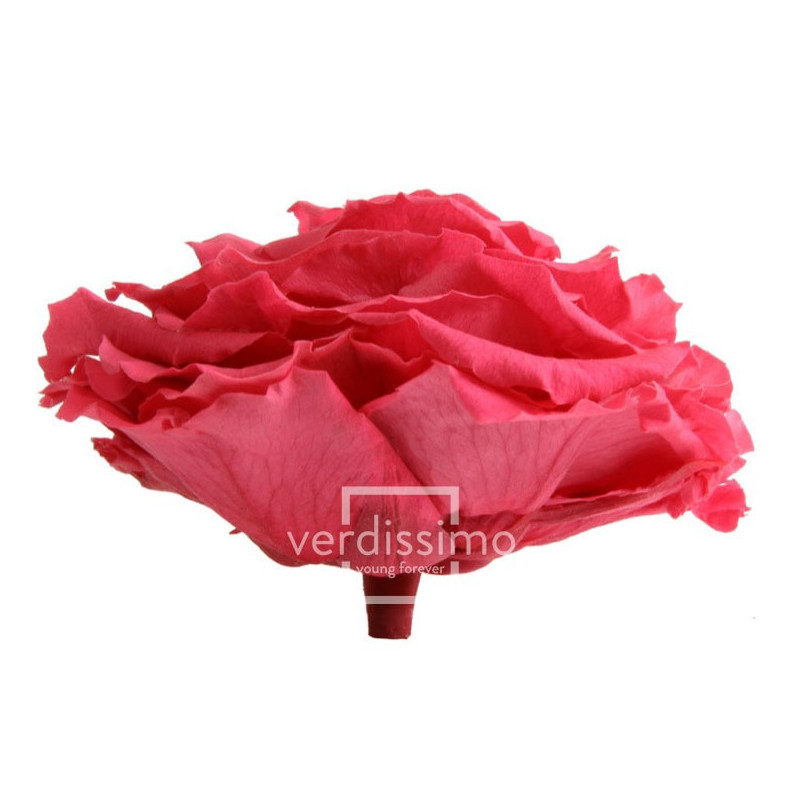 Tête de rose éternelle géante - grossiste en fournitures fleuristes