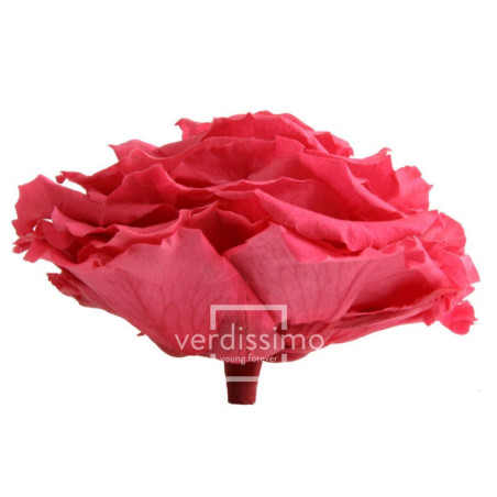 Tête de rose éternelle géante - grossiste en fournitures fleuristes