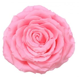 Tête de rose éternelle géante - grossiste en fournitures fleuristes