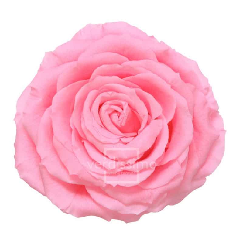 Tête de rose éternelle géante - grossiste en fournitures fleuristes