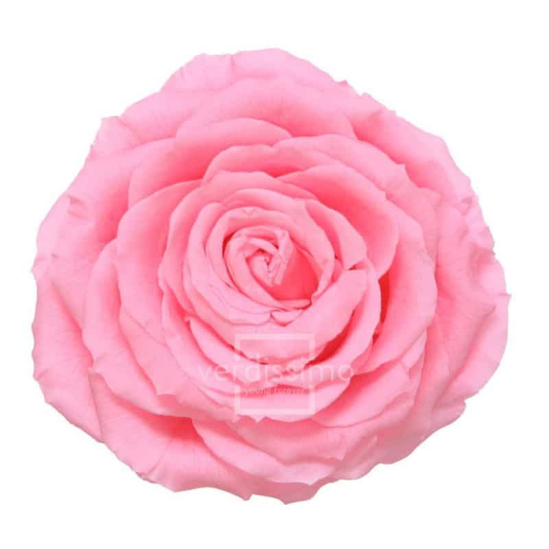 Tête de rose éternelle géante - grossiste en fournitures fleuristes Tête de rose éternelle géante - grossiste en fournitures fleuristes
