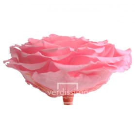 Tête de rose éternelle géante - grossiste en fournitures fleuristes