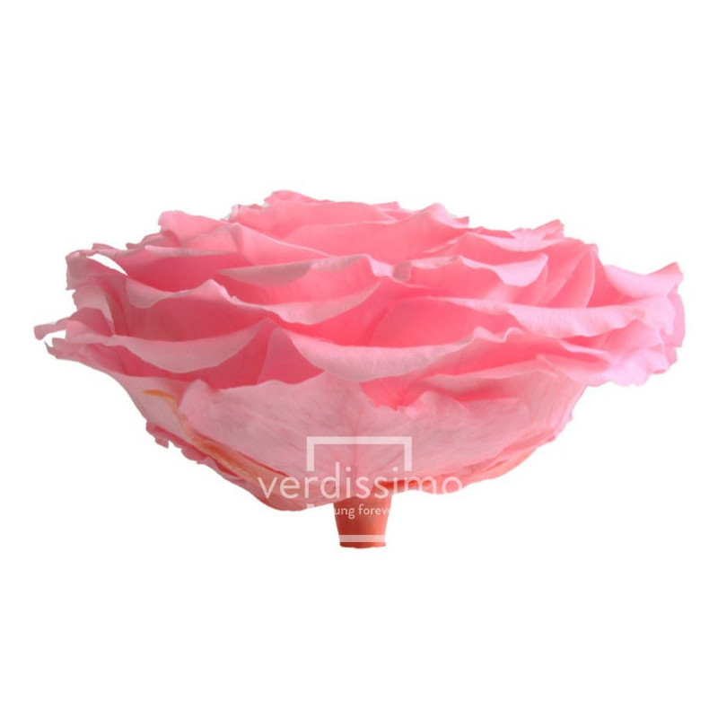 Tête de rose éternelle géante - grossiste en fournitures fleuristes