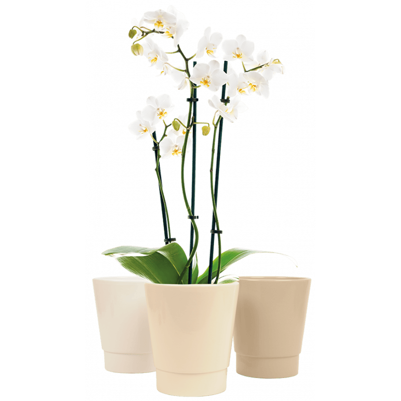 Pot phaléno céramique "premium" - grossiste fleuriste Pot phaléno céramique "premium" - grossiste fleuriste