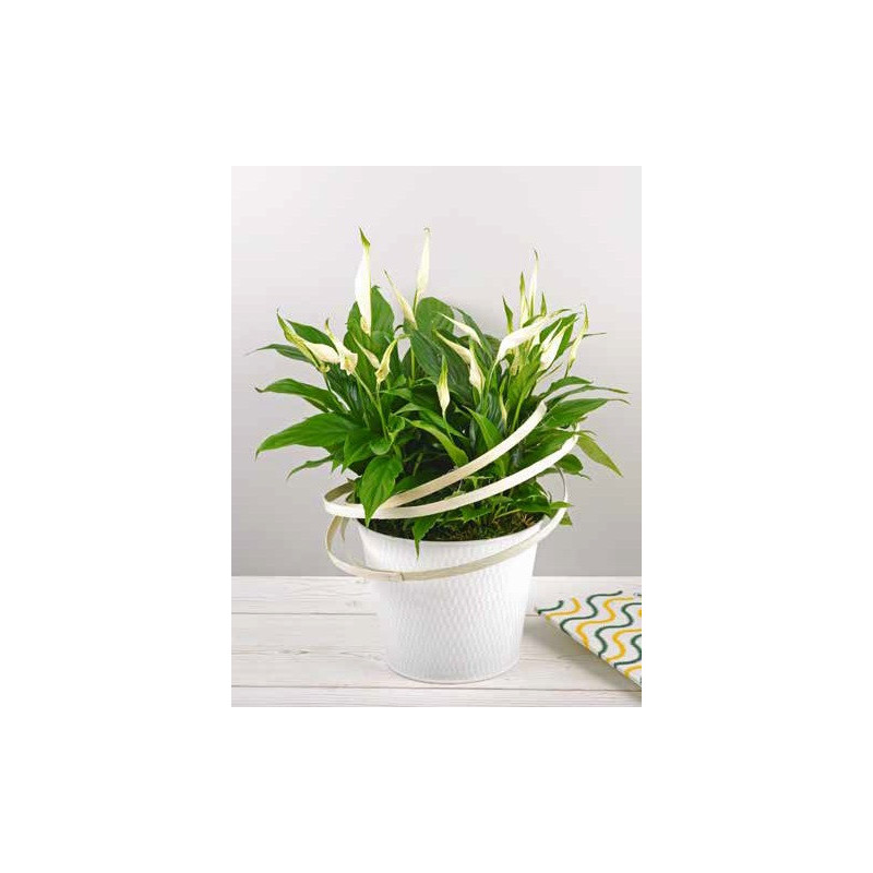 Pot de fleurs rond en zinc motif treillis Asilis