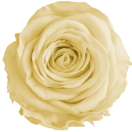 Boite de 6 têtes de rose éternelle standard plusieurs couleurs