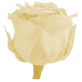 Boîte de 12 mini têtes de rose éternelle  - Grossiste fleuriste