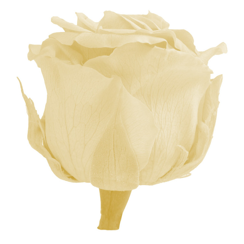Boîte de 12 mini têtes de rose éternelle  - Grossiste fleuriste