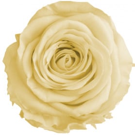 Boîte de 12 mini têtes de rose éternelle  - Grossiste fleuriste