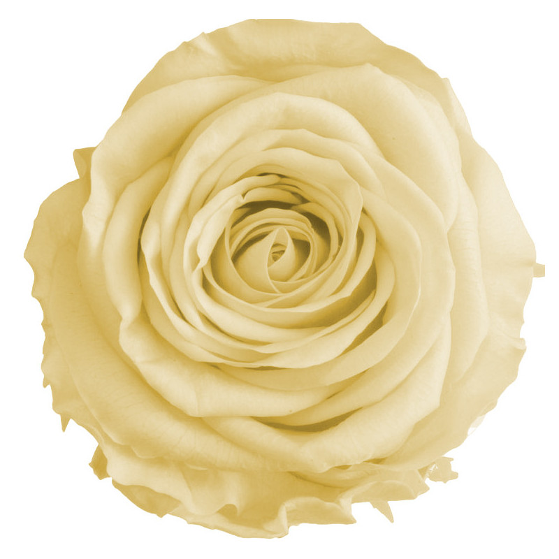 Boîte de 12 mini têtes de rose éternelle  - Grossiste fleuriste
