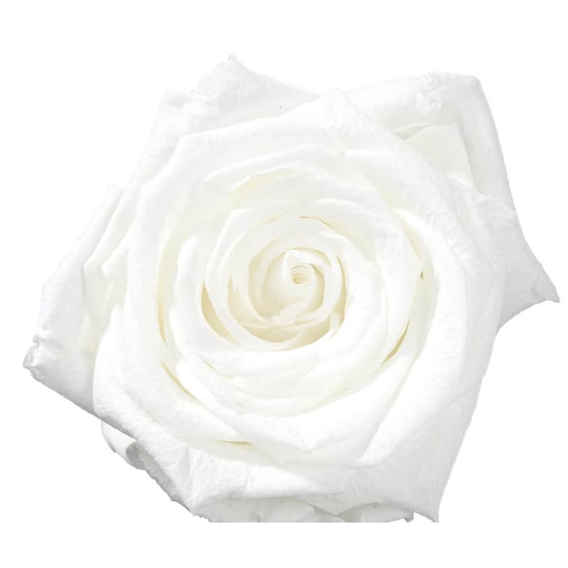 Boîte de 12 mini têtes de rose éternelle - Grossiste fleuriste Boîte de 12 mini têtes de rose éternelle - Grossiste fleuriste