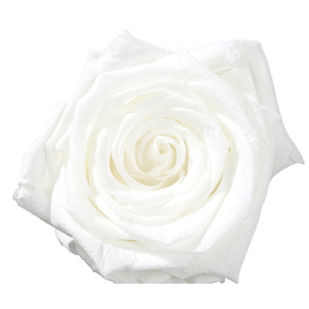 Boîte de 12 mini têtes de rose éternelle  - Grossiste fleuriste