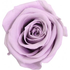 Boîte de 12 mini têtes de rose éternelle  - Grossiste fleuriste