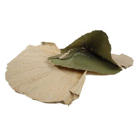 Sachet de feuilles larges de Lotus - Grossiste fleuriste