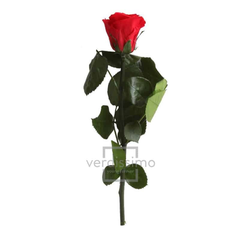 Mini rose tigée Amorosa - Grossiste fleuriste Mini rose tigée Amorosa - Grossiste fleuriste