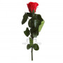 Mini rose tigée Amorosa - 4 coloris