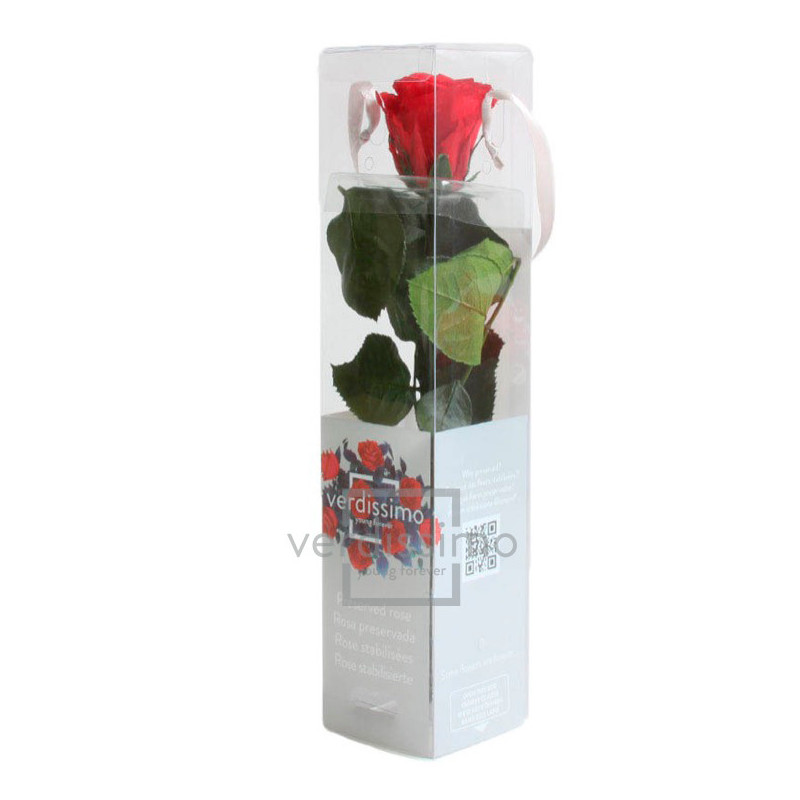 Mini rose tigée Amorosa - Grossiste fleuriste