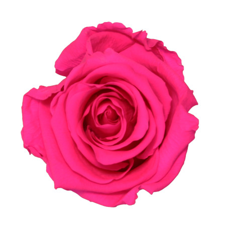 Boite de 6 têtes de rose éternelle standard plusieurs couleurs