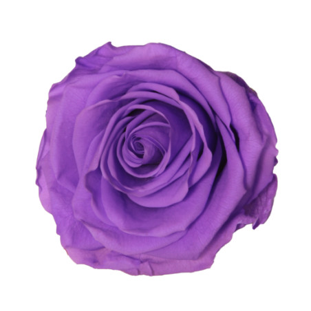 Boite de 6 têtes de rose éternelle standard plusieurs couleurs