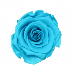 Boite de 6 têtes de rose éternelle standard plusieurs couleurs