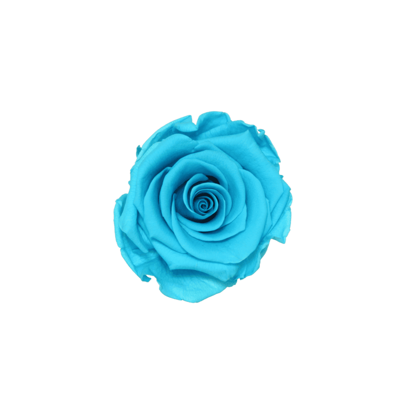 Boite de 6 têtes de rose éternelle standard plusieurs couleurs