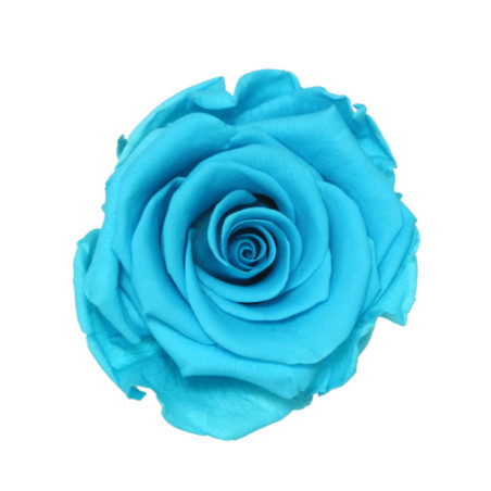 Boite de 6 têtes de rose éternelle standard plusieurs couleurs